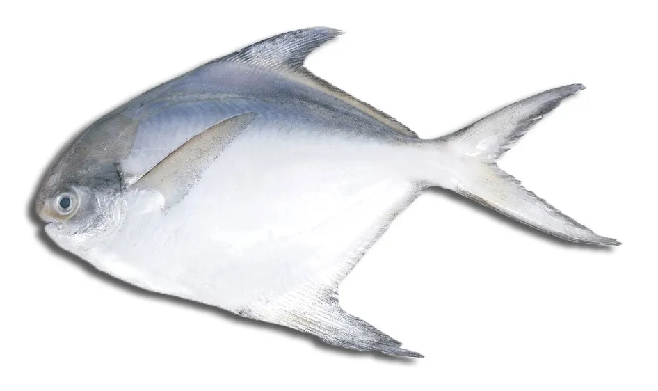 Silver Pomfret