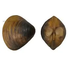 Hard Clams