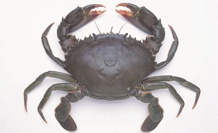 Mud Crab