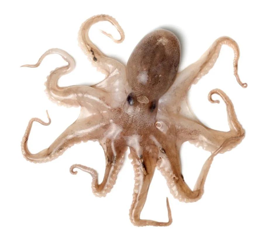 Octopus