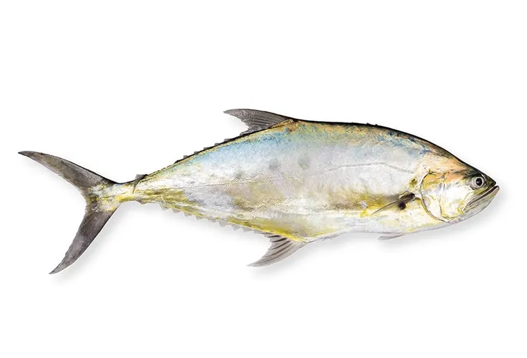 Queen Fish