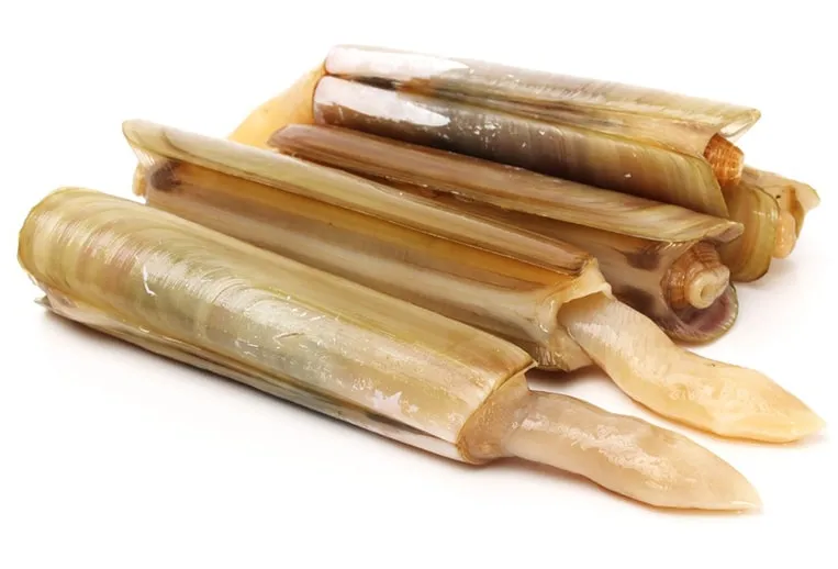Razor Clam