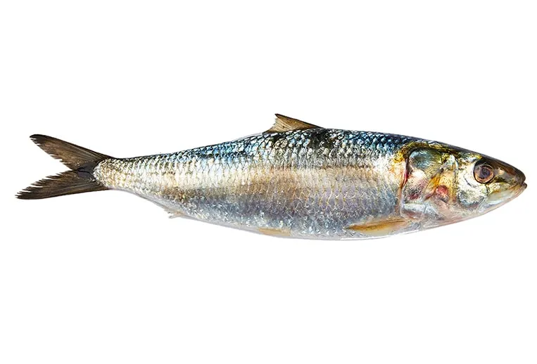 Sardine