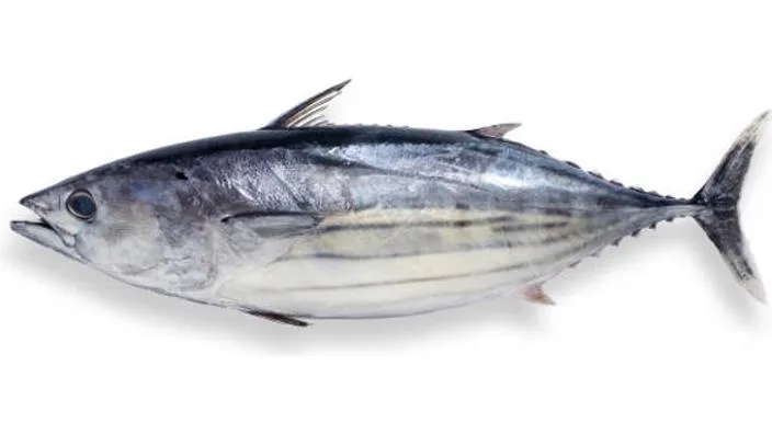 Skipjack Tuna