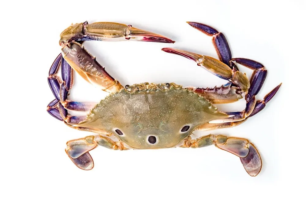 Three Spot Crab