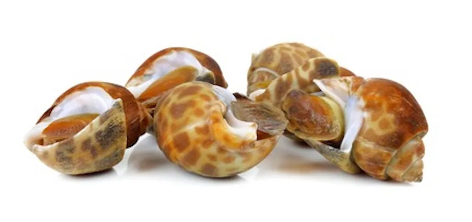 Top Shell