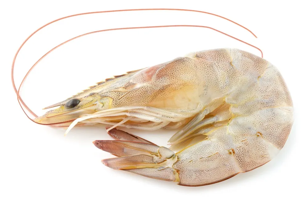 กุ้งขาว