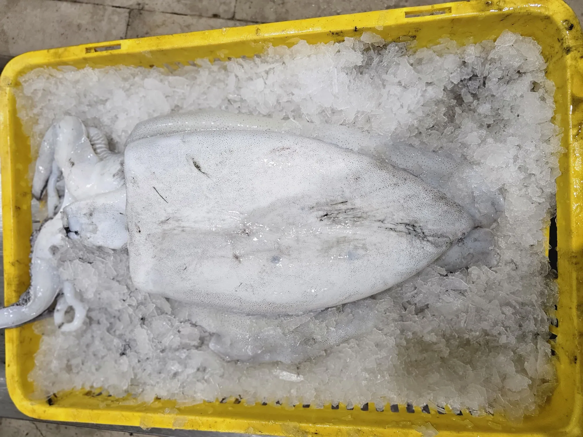 Cuttle Fish (2)