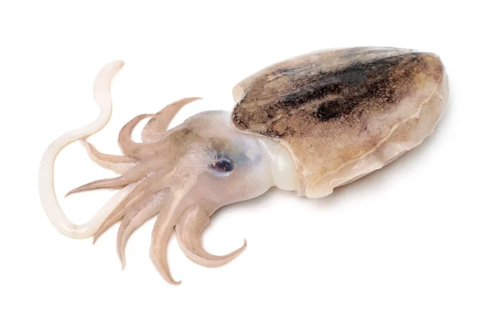 Cuttle Fish