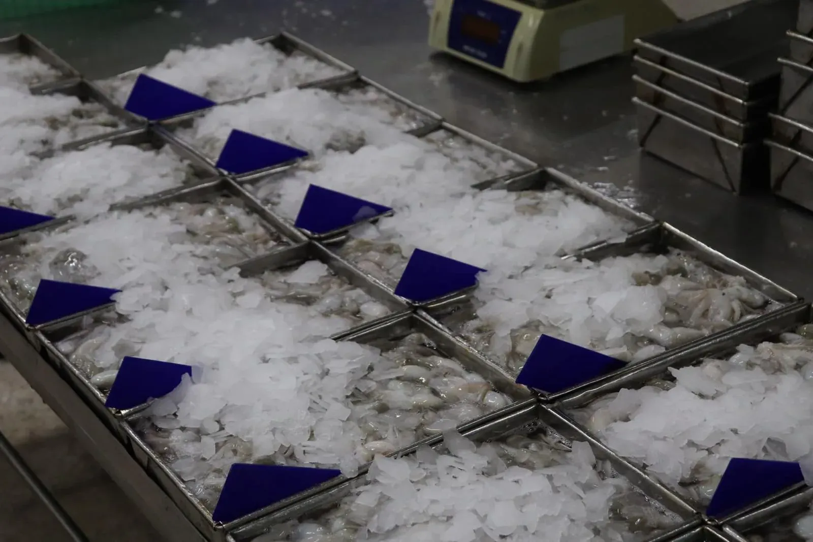 Shrimp graded into stainless-steel trays on flake ice, with grade cards and a weighing scale