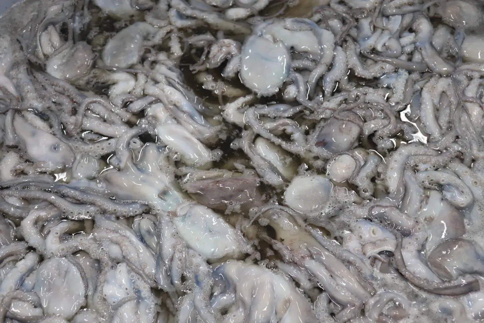 Close-up of raw octopus waiting to be cleaned