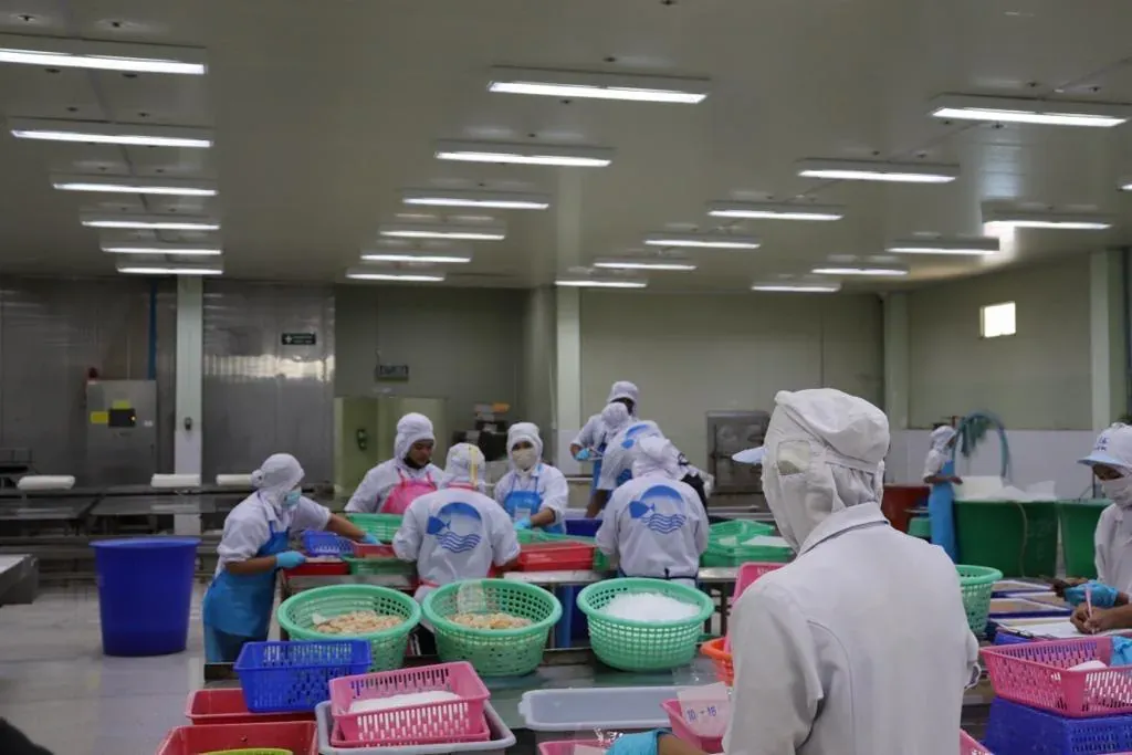 Workers in hairnets, masks and Ocean Fishery uniforms cleaning seafood into baskets at the processing tables