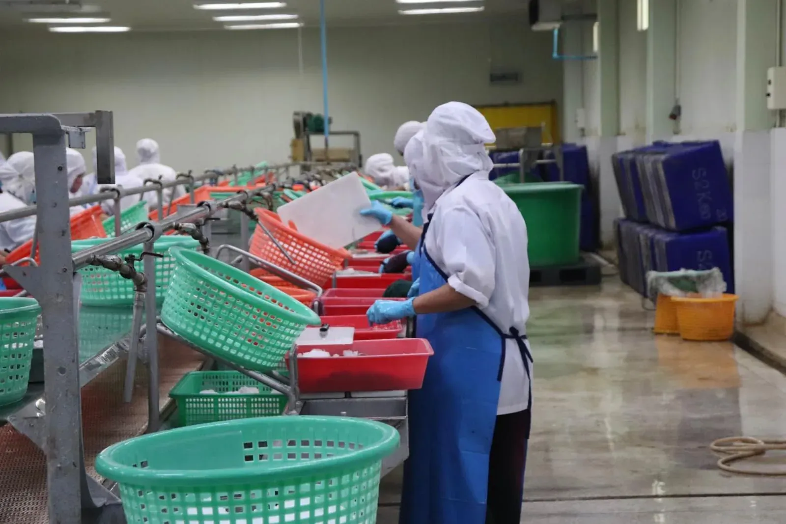 Worker in gloves, apron and hairnet sorting seafood at a washing line with running-water taps