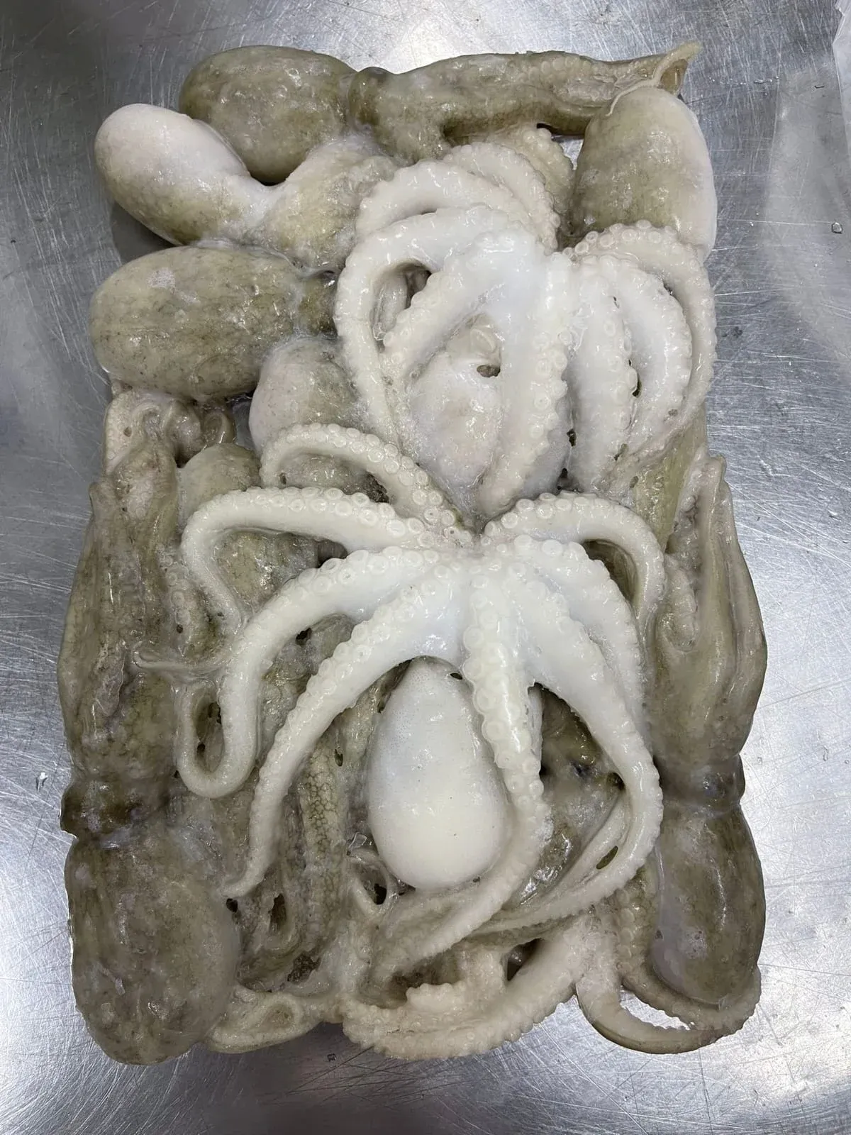 Whole Cleaned Octopus (3)
