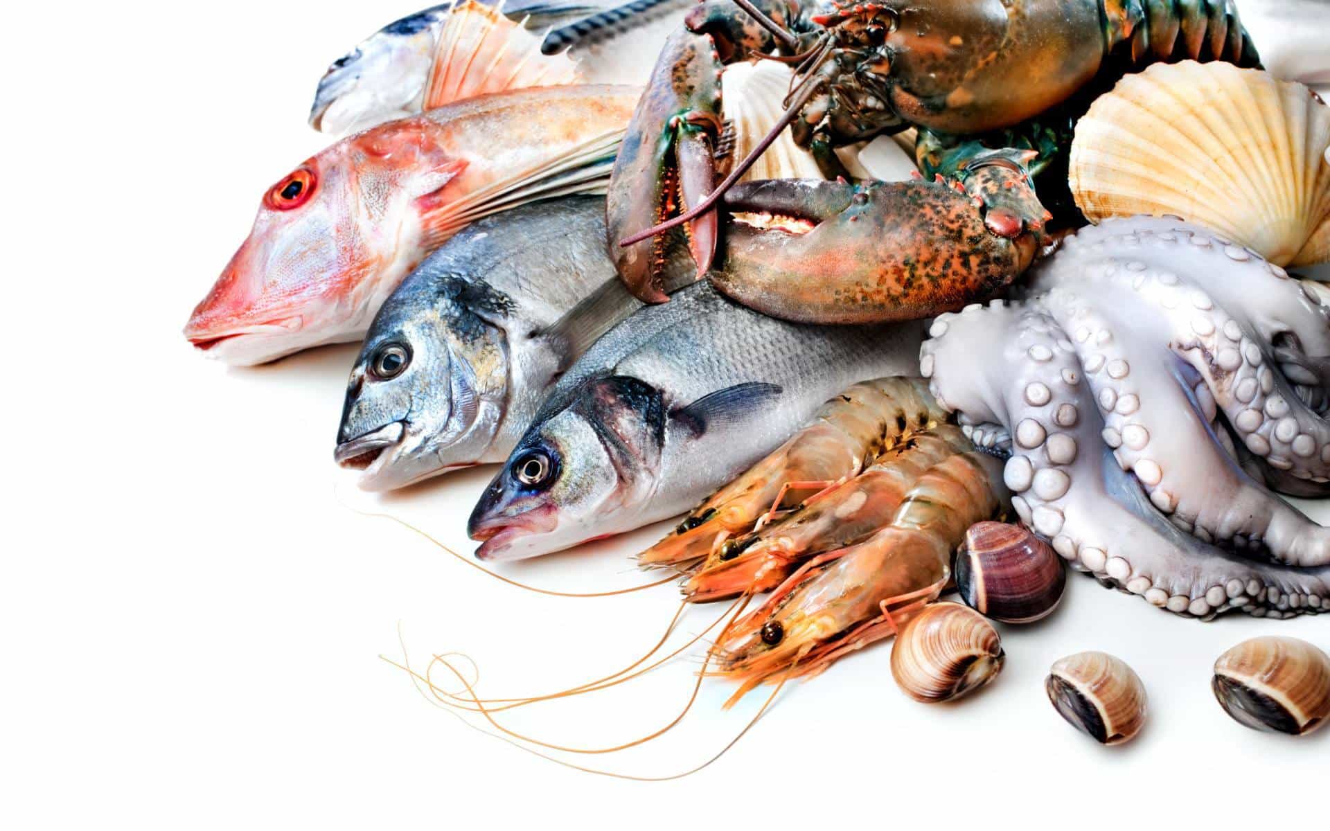 Ocean fishery about us